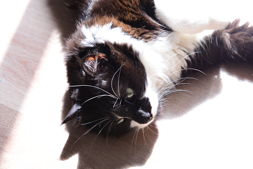 Close-up of a Black and White Cat Lying Down