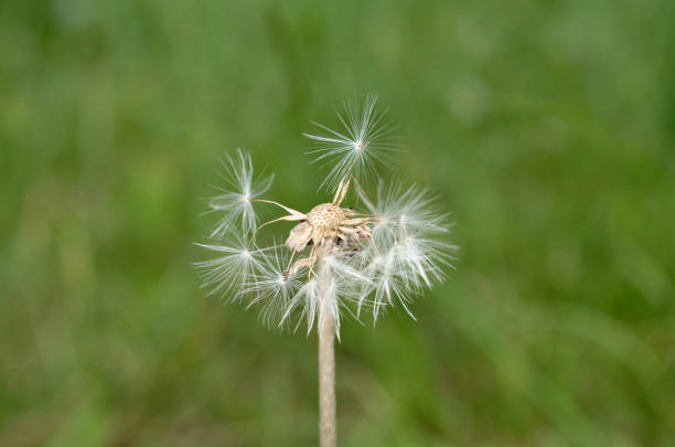 a dandelion that has swollen in different directions.