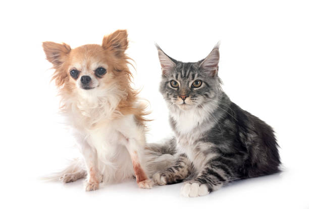 istock maine coon kitten and chihuahua 2052652012