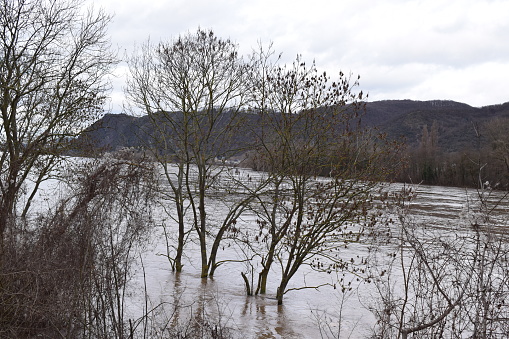 Rhine flood
