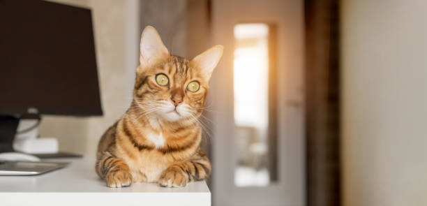 istock Bengal cat resting in a home interior. 2052656695