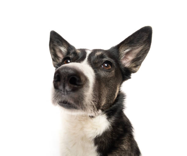 istock Black and white cute dog wide angle portrait 2052660354