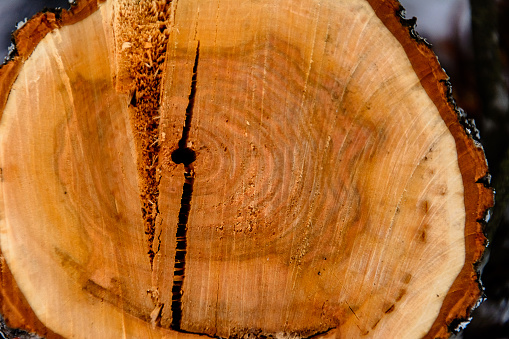 The cut of a tree, everywhere a ring of life of a tree, a texture, a background, a natural one 2019