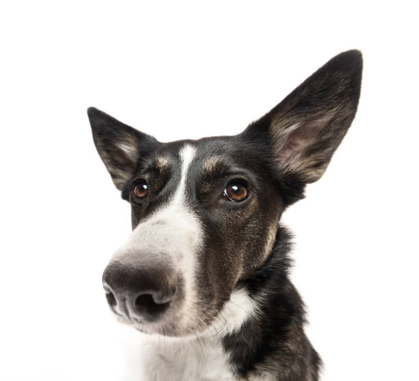 istock Black and white cute dog wide angle portrait 2052660869