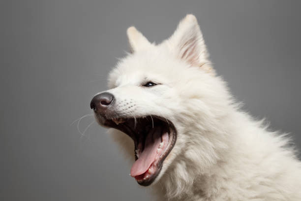 istock Young White Swiss Shepherd Dog portrait on grey background 2052661390