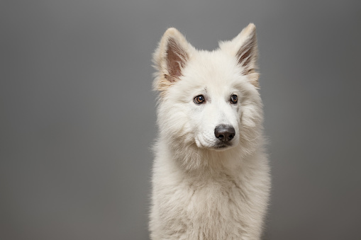 Young White Swiss Shepherd Dog portrait on grey background. This file is cleaned and retouched.