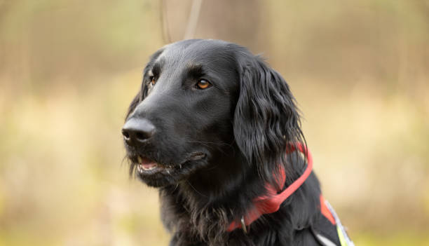 istock Black Flat coated Retriever dog portrait 2052662980