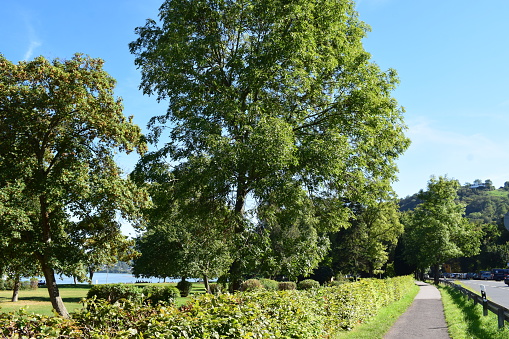 summer green trees between Rhine and road