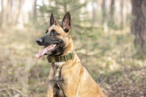 Belgian Shepherd Malinois dog sitting in forest. This file is cleaned and retouched.