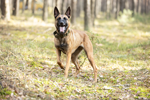 Belgian Shepherd Malinois dog standing and barking in forest. This file is cleaned and retouched.