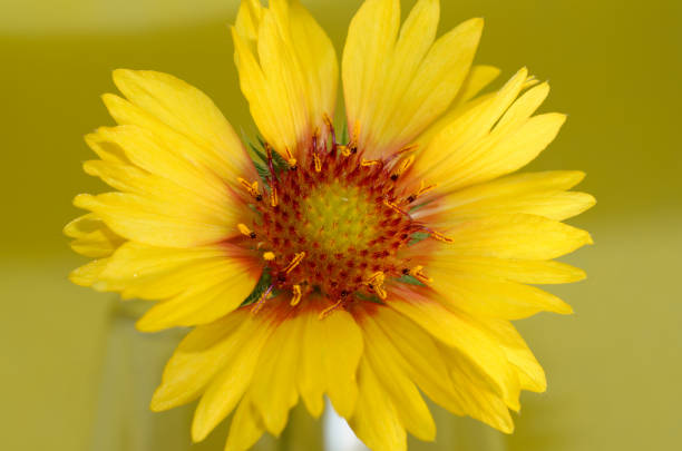 clustered yellow daisies radiating summer energy, dark centers contrasting with deep green foliage, bold color palette and dynamic composition, ideal