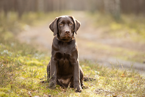 Pretty black labrador retriever standing between trees in a green forest