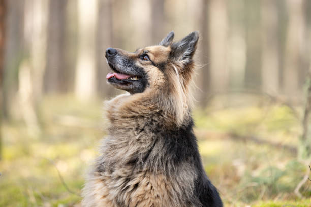 Brown cute happy dog portrait outdoor in forest. This file is cleaned and retouched.