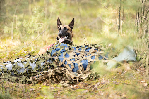 Belgian Shepherd Malinois Search and rescue dog locates a victim during training in forest. This file is cleaned and retouched.