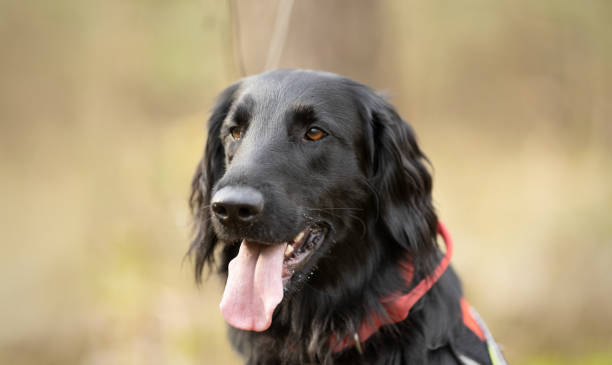 Black Flat coated Retriever dog portrait. This file is cleaned and retouched.