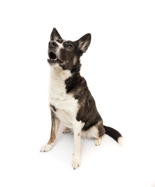 istock Black and white cute dog looking up and sitting on white 2052673069