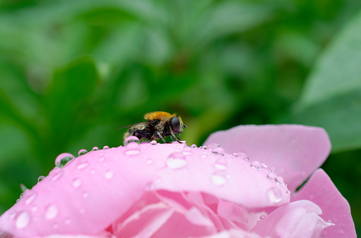 a beautiful bee sits on flowers with droplets of water.
