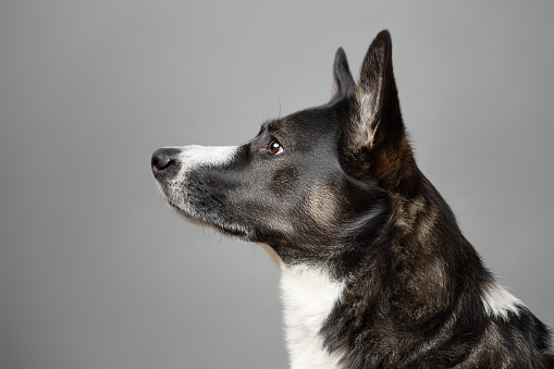 Black and white cute dog profile portrait. This file is cleaned and retouched.