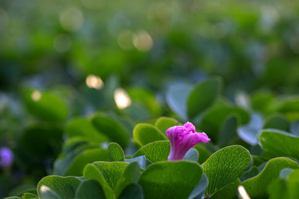 Purple flower against green background.