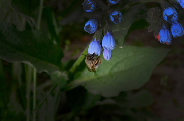 a bee collects honey on blue flowers.