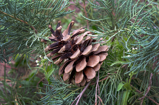 fir cone on the Christmas tree.