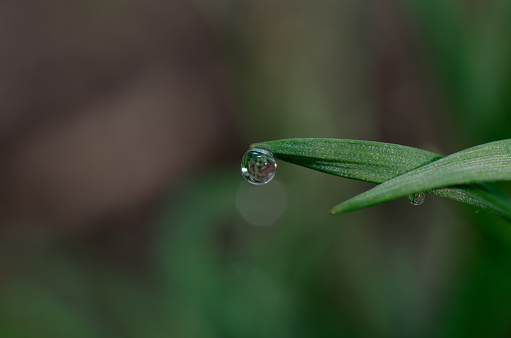 cute drops of water on the blades of grass.