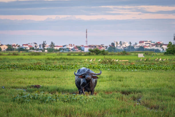 Cattle Grazing in a rice paddy field covered in water