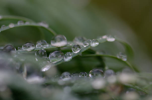 drops of water on the grass.