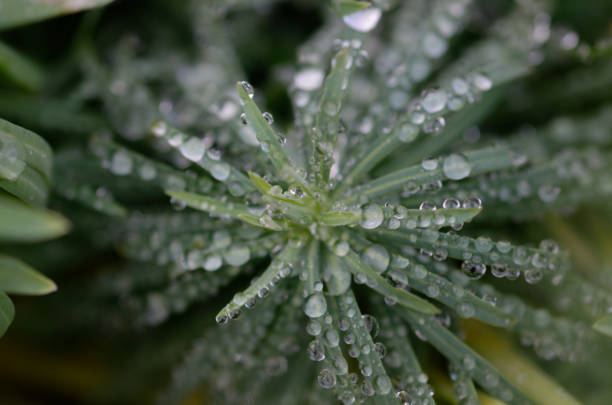 drops of water on the grass.