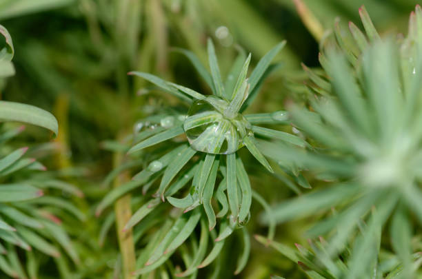 drops of water on the grass.