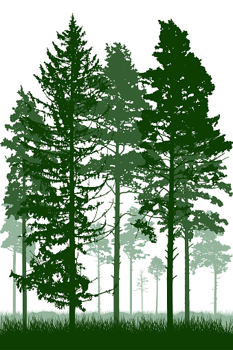Coniferous forest with tall pine trunks and grass. Vertical silhouette of beautiful landscape. Vector illustration