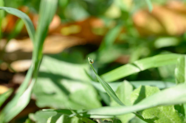 drops of water on the grass.