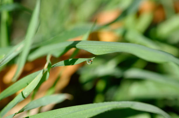 raindrops on fresh green leaves on a black background. Macro shot of water droplets on leaves.