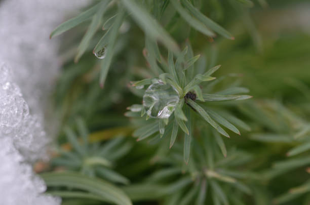 drops of water on the grass.