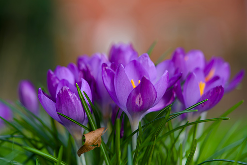 Blooming purple crocuses early spring