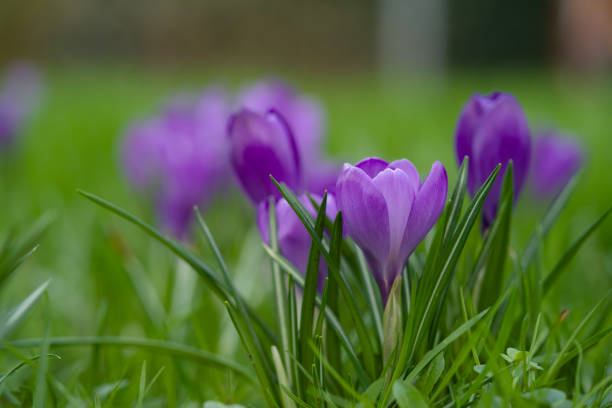 Blooming purple crocuses early spring
