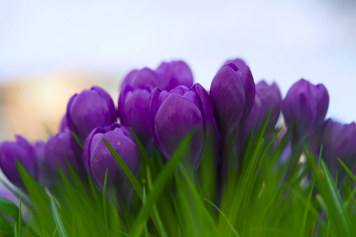 Blooming purple crocuses early spring