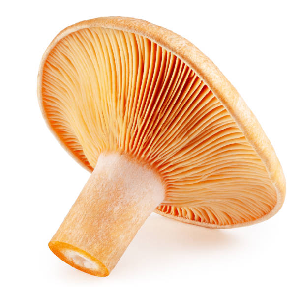 istock Saffron milk cap. Forest mushroom isolated on a white background 2052722540