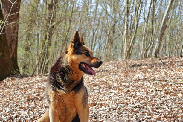 Cheerful adult female canine outdoors during a spring nature walk. HDR side portrait shot of a focused pet in the forest.