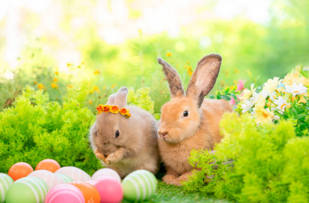 istock young fluffy bunnies,brown adorable rabbit sitting with easter eggs on nature background 2052748284