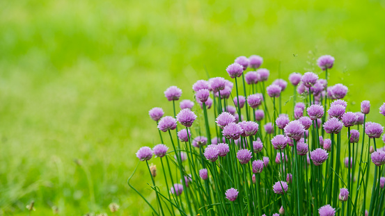 Purple flowers of wild onion in the garden in the spring. Web banner.