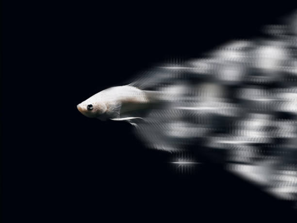 the close up image of a betta fish in a little fish tank. studio shot. - siamese fighting fish fish tank tropical climate fish ストックフォトと画像