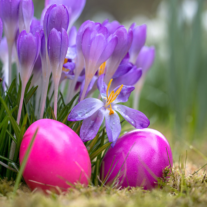 pink Easter egg among pink crocus