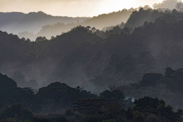 istock Sunset on the hilltop at Borneo rainforest sun rays going through the clouds Malaysia 2052764105