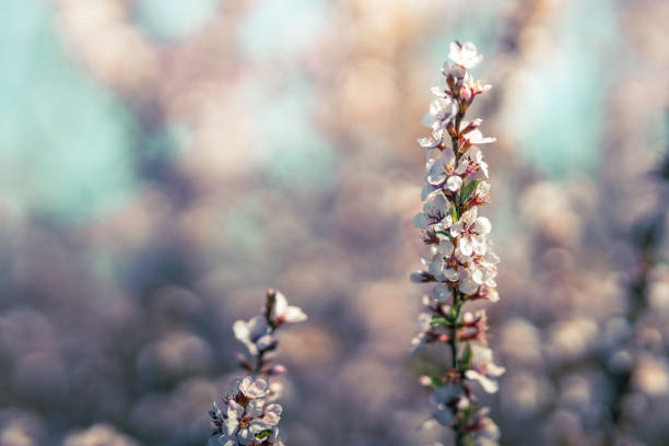 cherry branches during flowering, blurred flowers in the background. low depth of field
