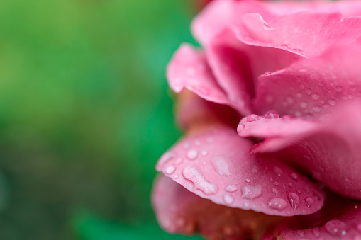 close-up of a rose flower petal with water droplets. blurred focus, shallow depth of field