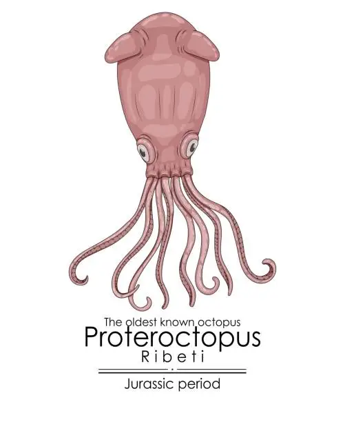 Vector illustration of The oldest known octopus Proteroctopus ribeti