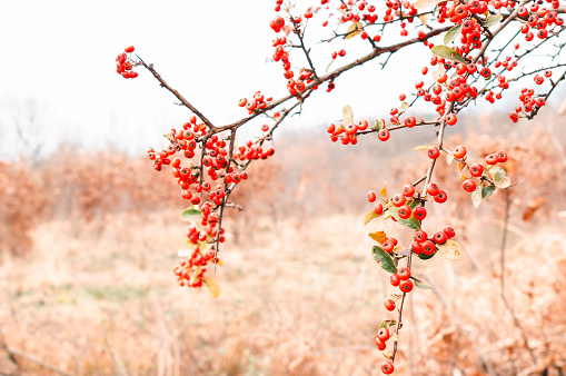 Pyracantha.  A kind of plant, also called relief food.