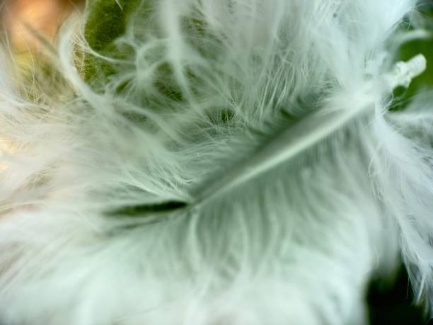 Green Angel Wings