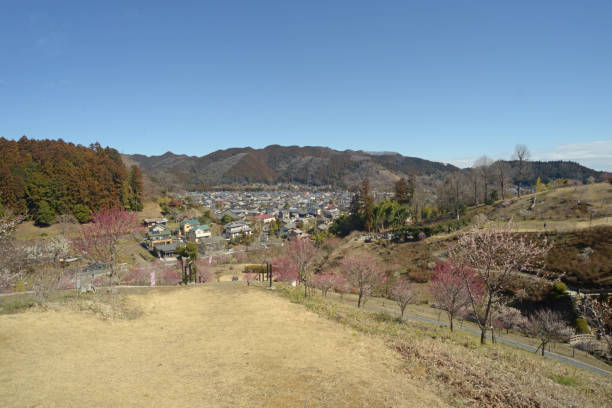 Photographed the state of plum blossoms in Ome in 2024 at their peak, photo data March 2024, Tokyo, Ome City,